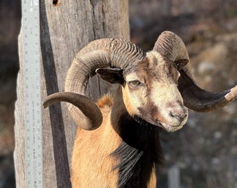【Sobaq】RM Sheep Leather Mustang Shoulder Mount Stone Sheep Bighorn Grand Slam Real Horn Dahl