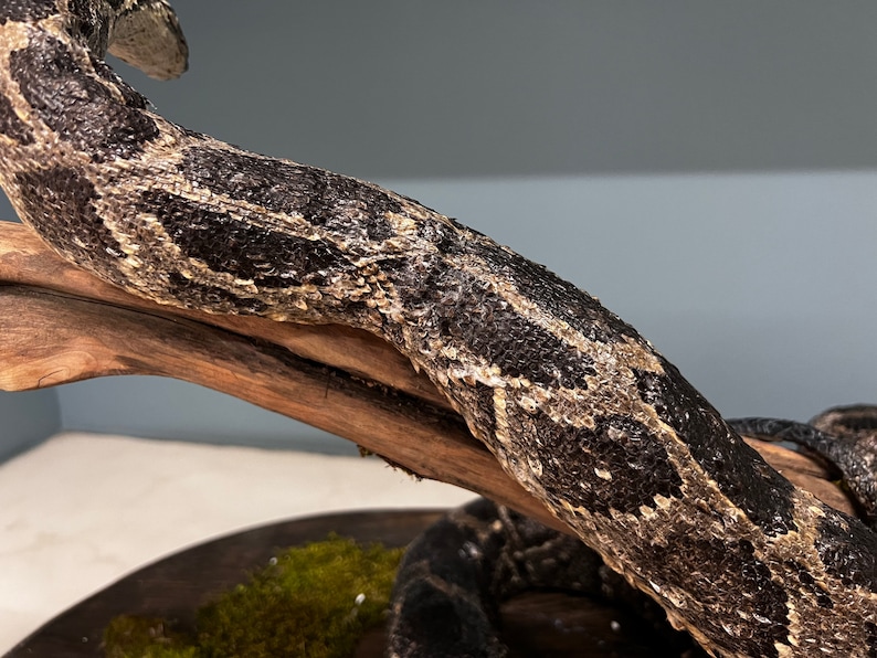 Python Snake Taxidermy Mount - Etsy
