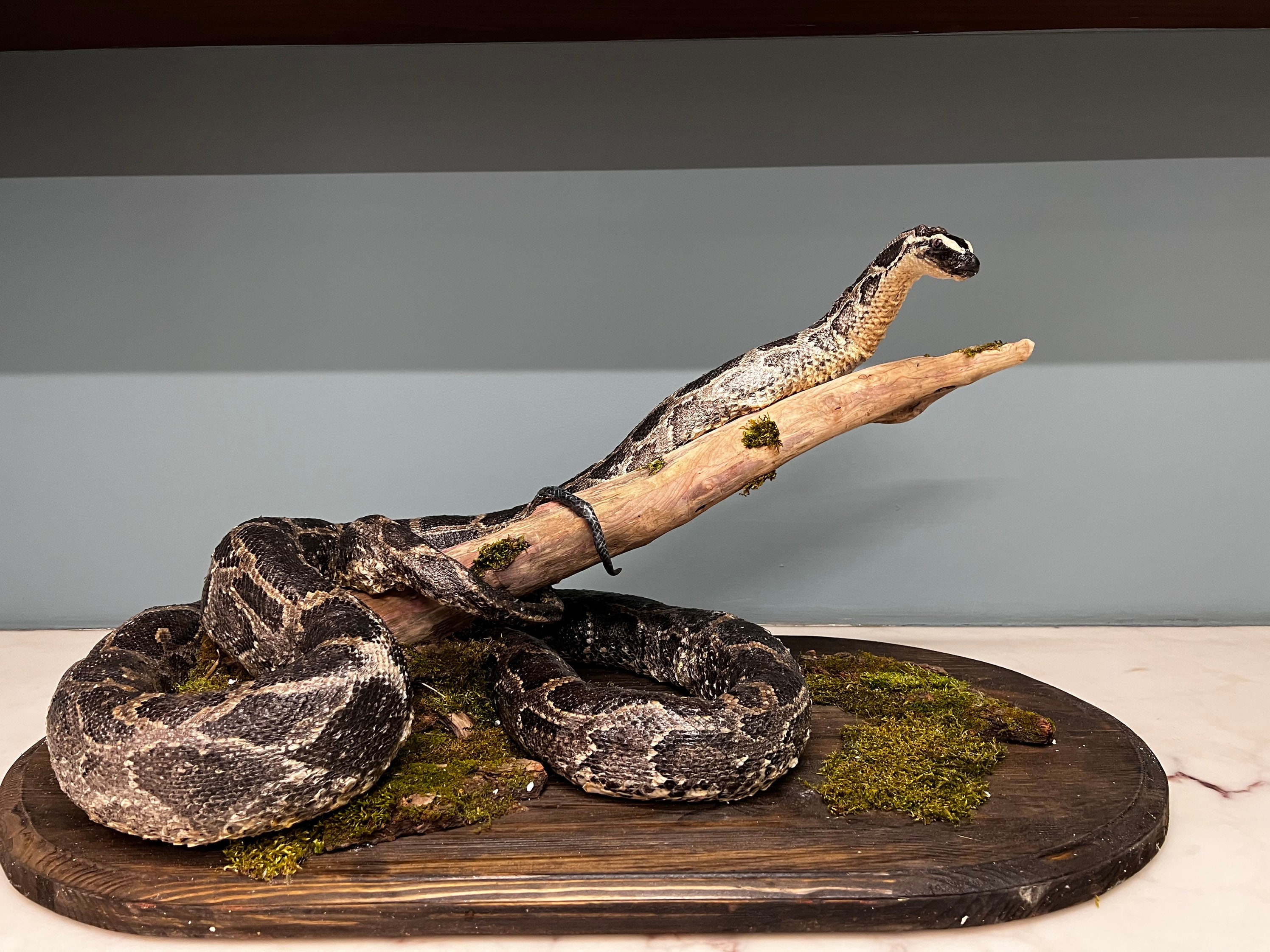 Python Snake Taxidermy Mount - Etsy