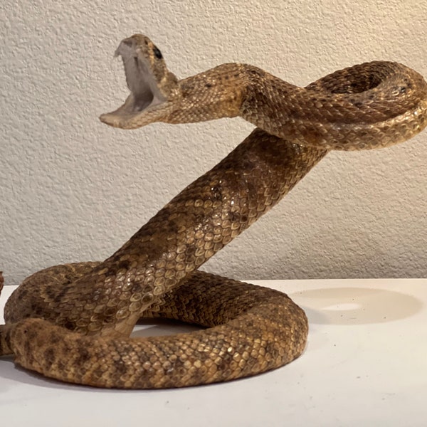 Rattle Snake Taxidermy Mount Beautiful