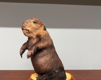 Beaver Taxidermy - Etsy