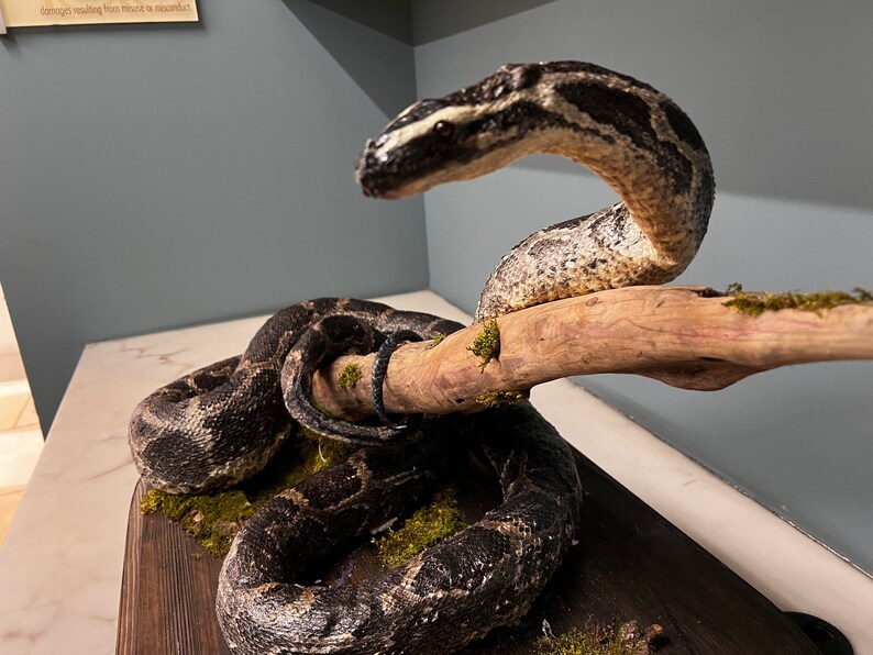Python Snake Taxidermy Mount - Etsy