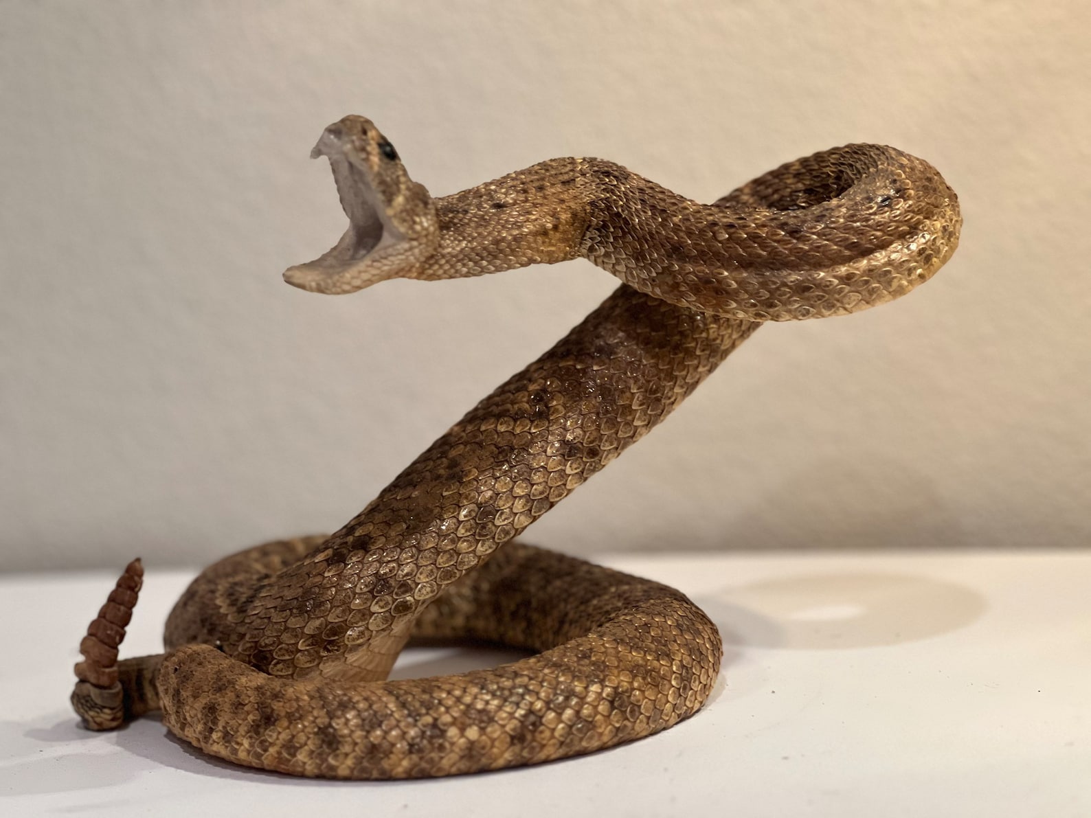 Rattle Snake Taxidermy Mount Beautiful - Etsy