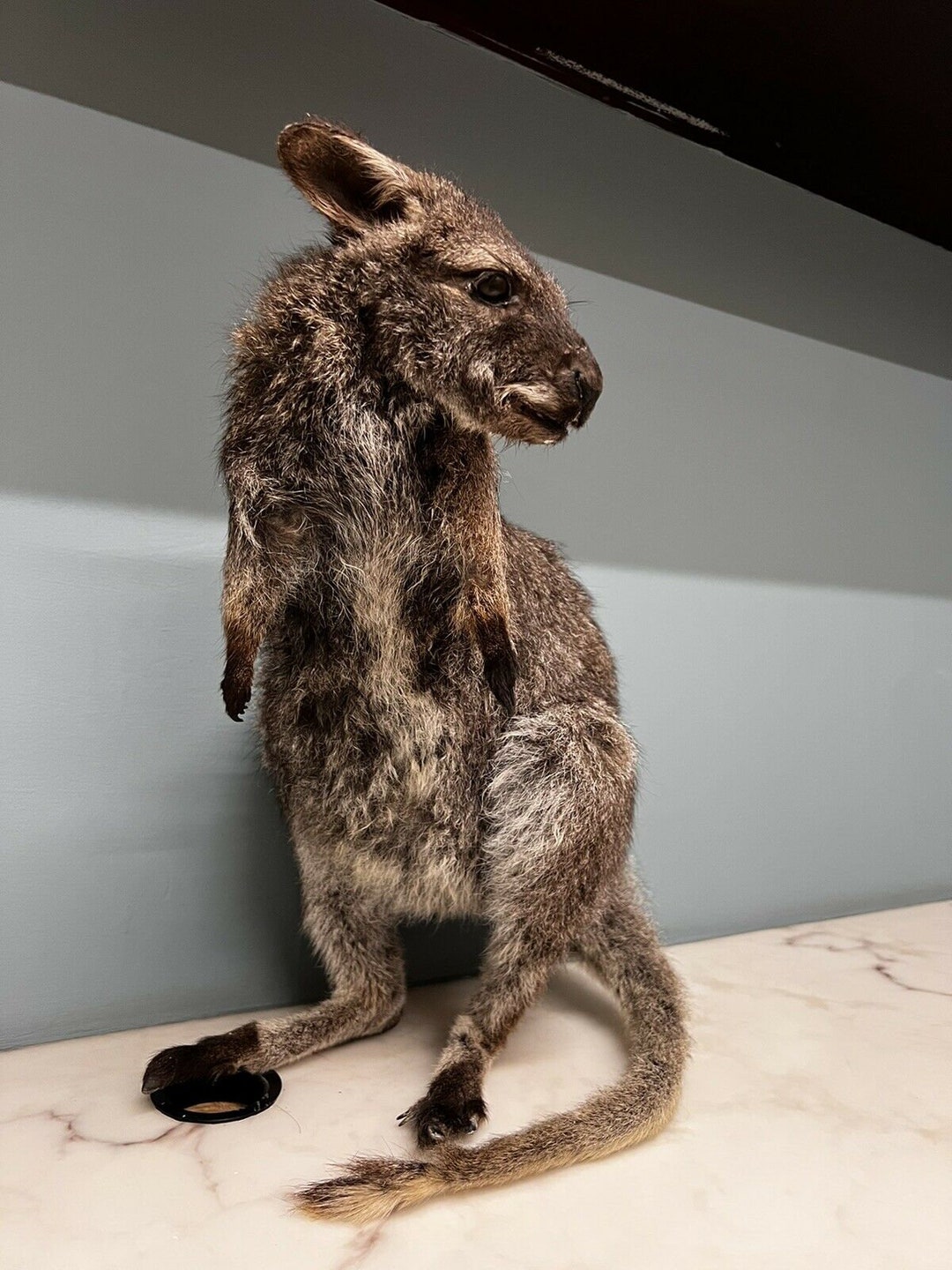 Australian Baby Kangaroo Taxidermy / Full Life Size - Etsy