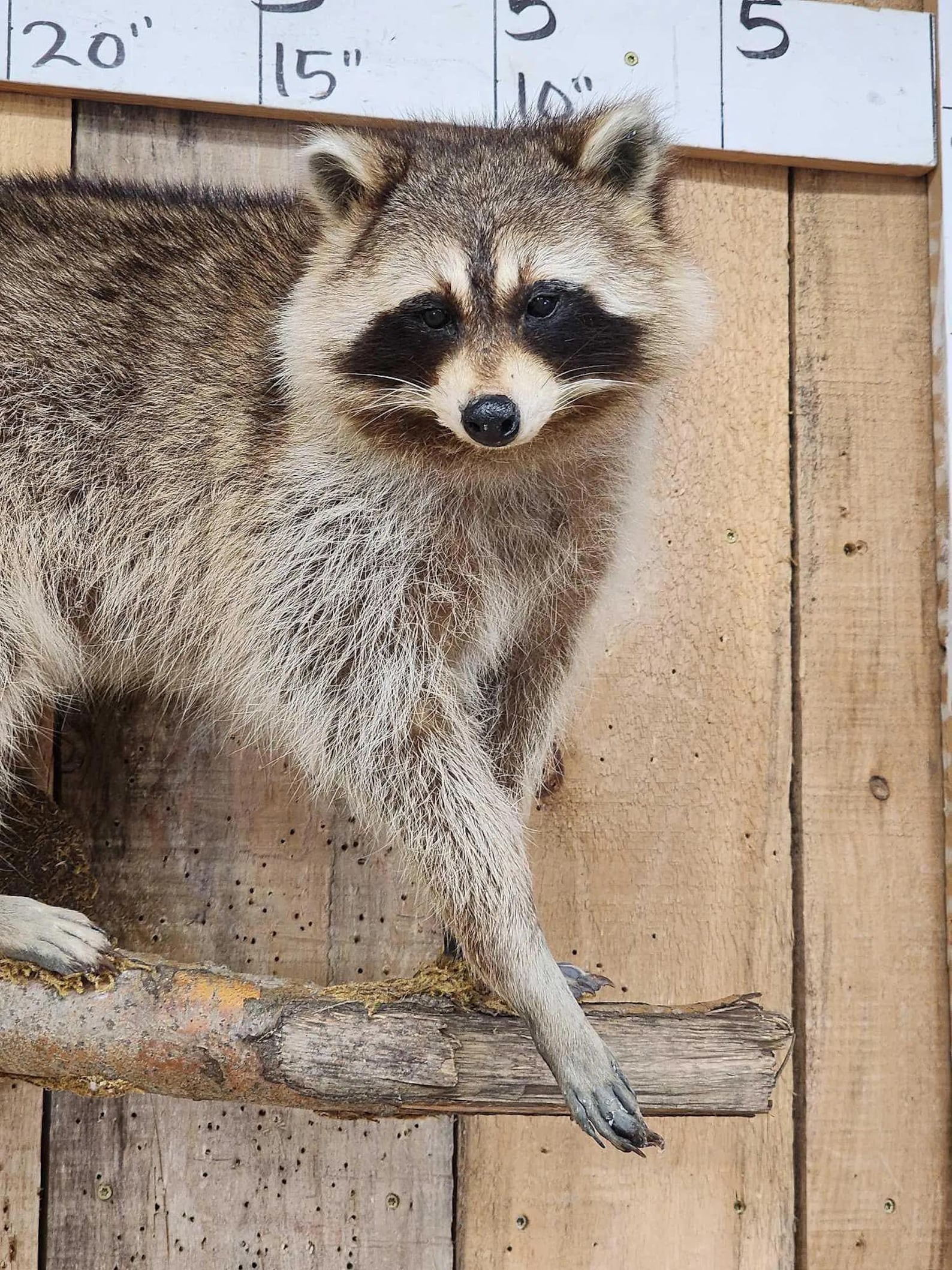 See Raccoon Body Raccoon on a Limb Full Body Taxidermy Mount - Etsy