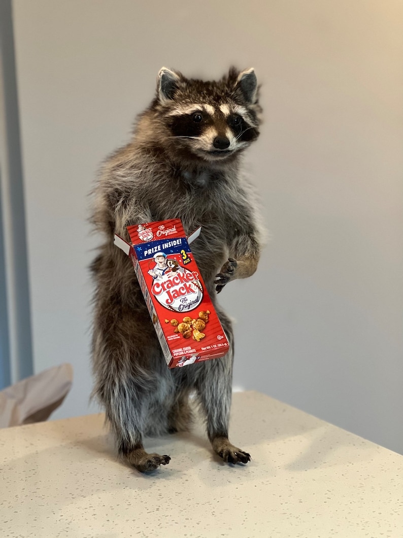 Beautiful Raccoon Taxidermy Mount - Etsy