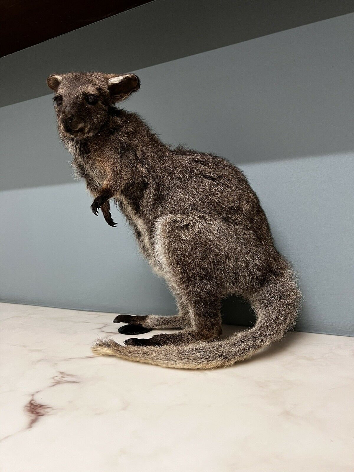 Australian Baby Kangaroo Taxidermy / Full Life Size - Etsy