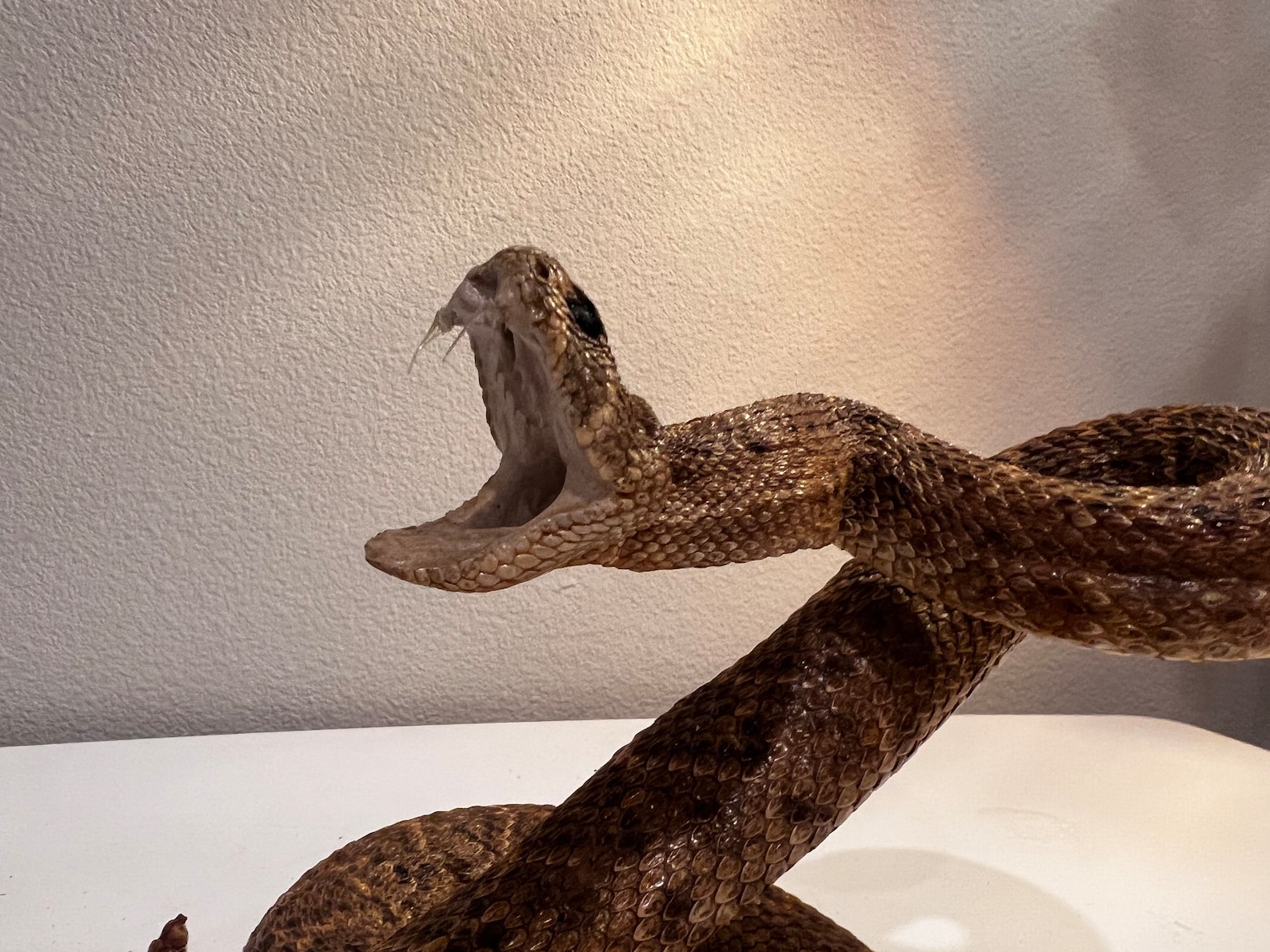 Rattle Snake Taxidermy Mount Beautiful - Etsy