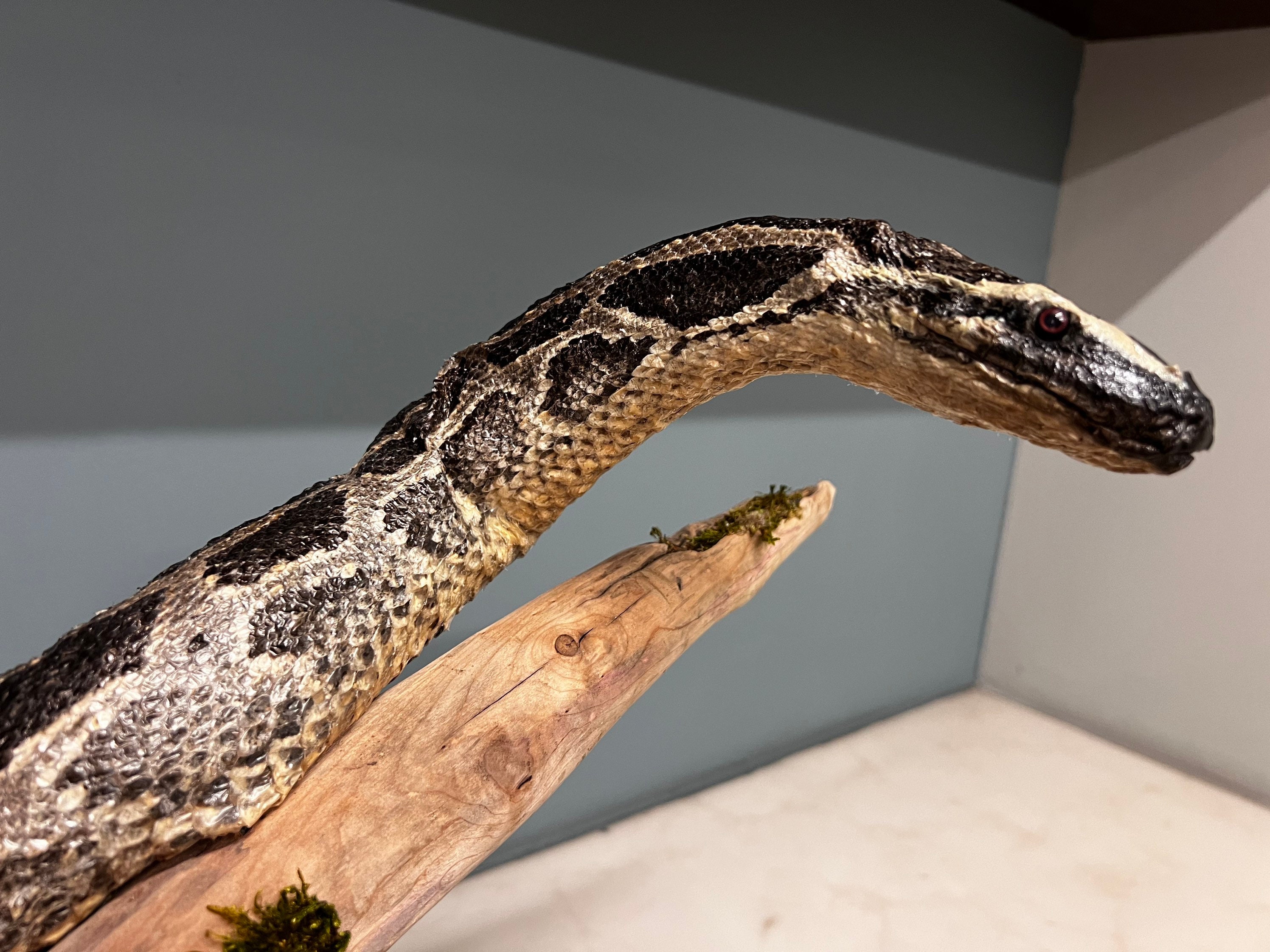 Python Snake Taxidermy Mount - Etsy