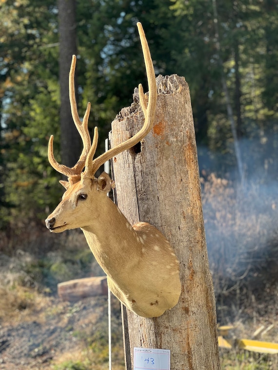 Antler Caribou Antlers – Medieval Fur