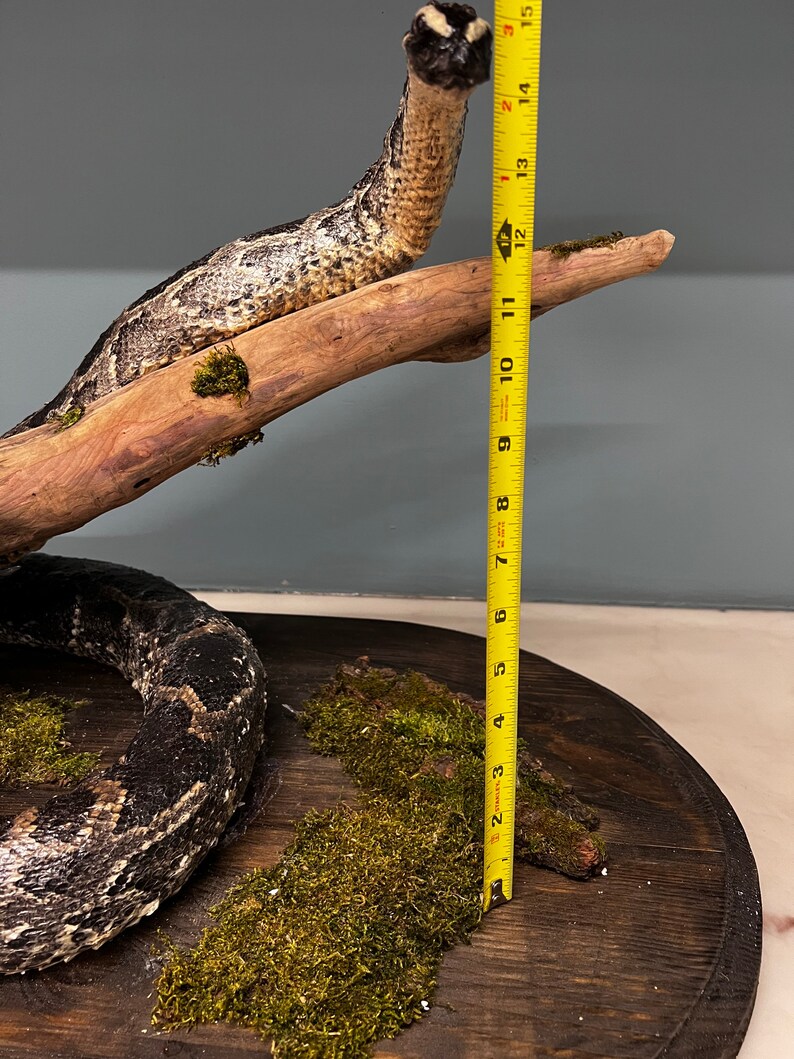Python Snake Taxidermy Mount - Etsy