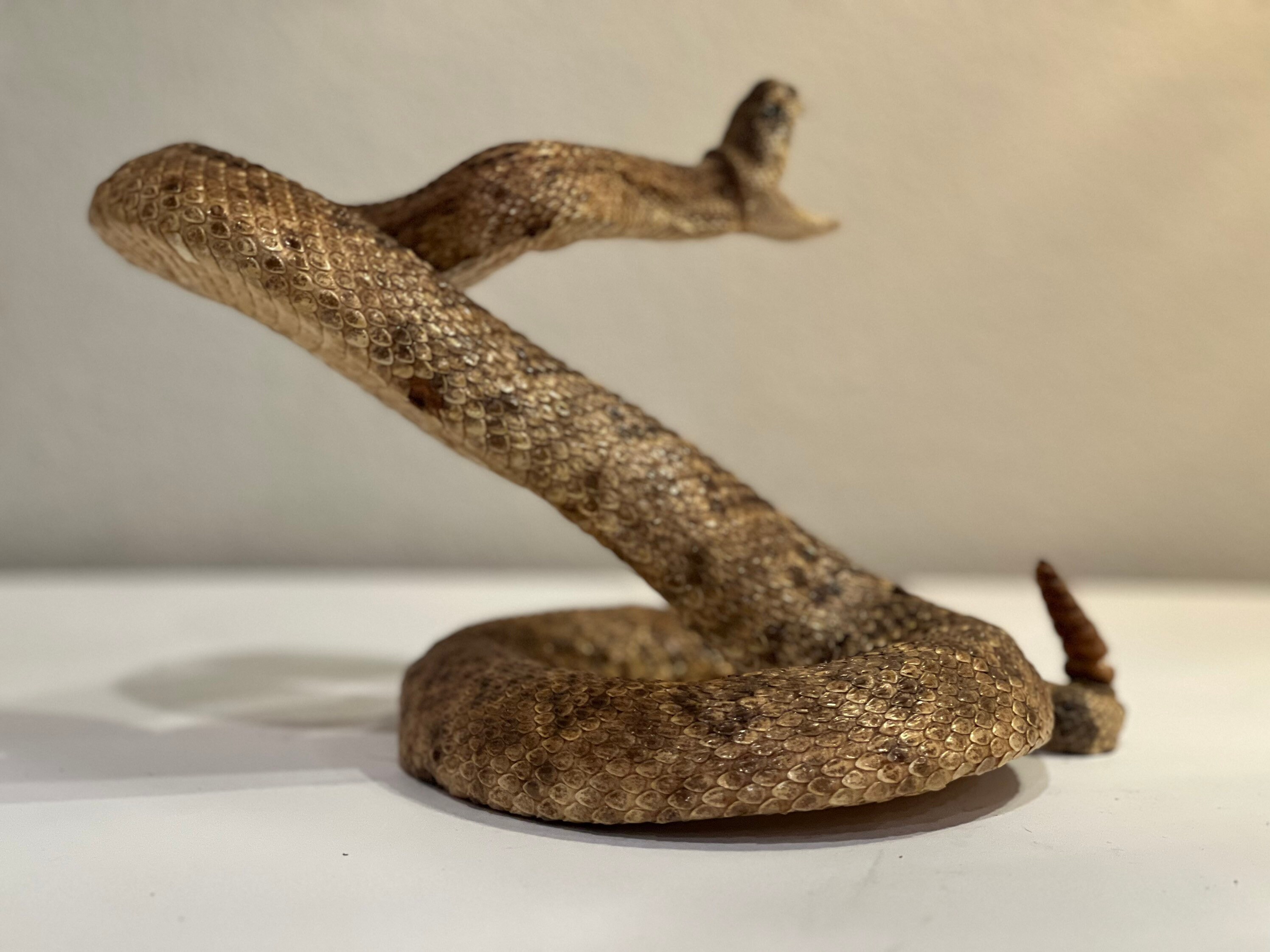 Rattle Snake Taxidermy Mount Beautiful Etsy