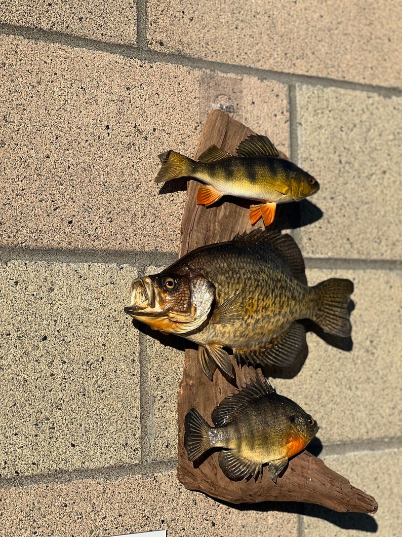 Beautiful Sunfish Crappie Perch Fish Taxidermy Wall Mount Art Wildlife