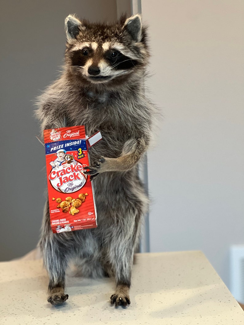 Beautiful Raccoon Taxidermy Mount Etsy