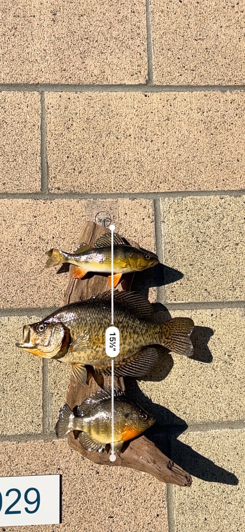 Beautiful Sunfish Crappie Perch Fish Taxidermy Wall Mount Art Wildlife