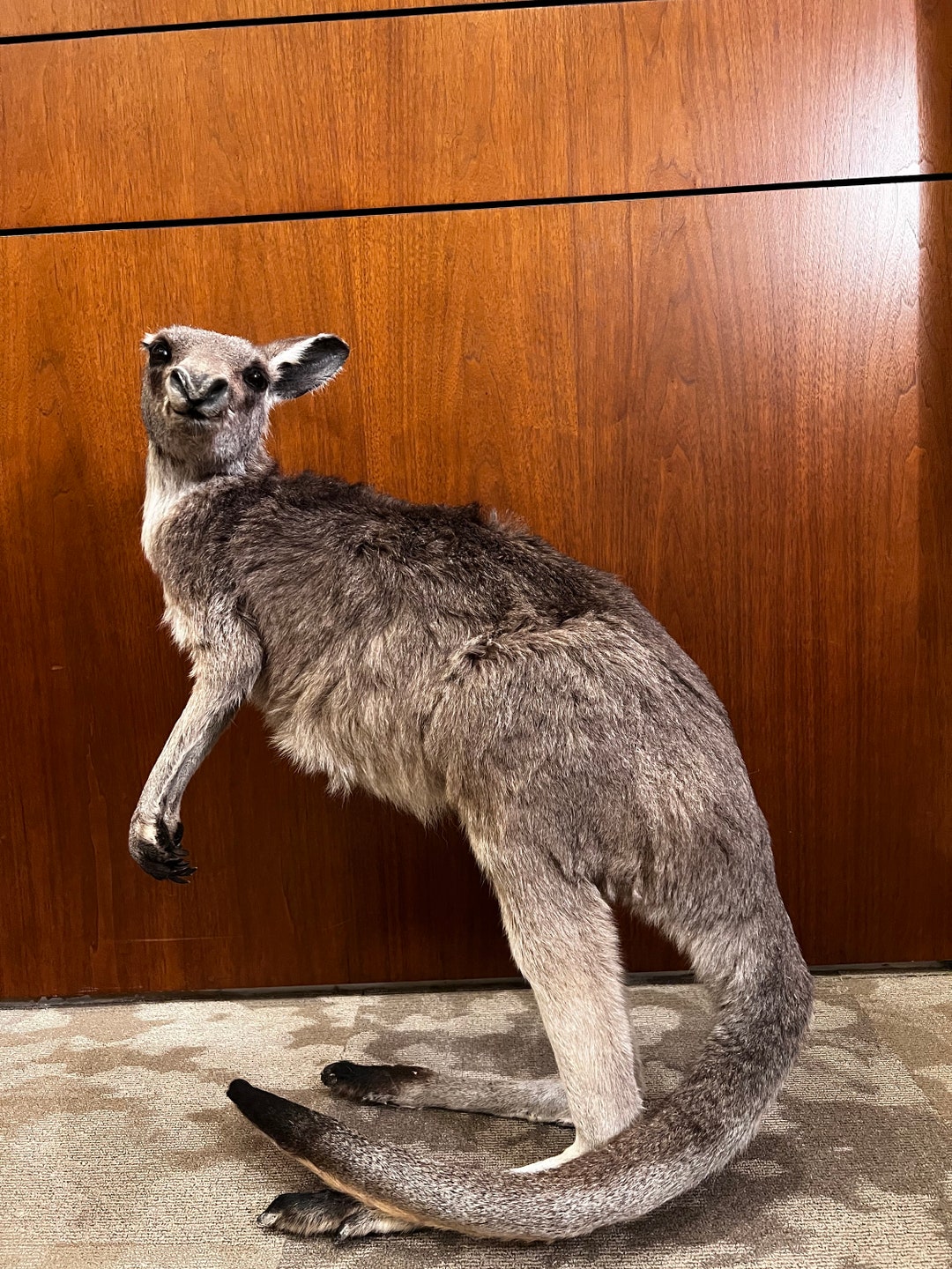 Australian Kangaroo Taxidermy Standing Mount/ Full Life Size - Etsy