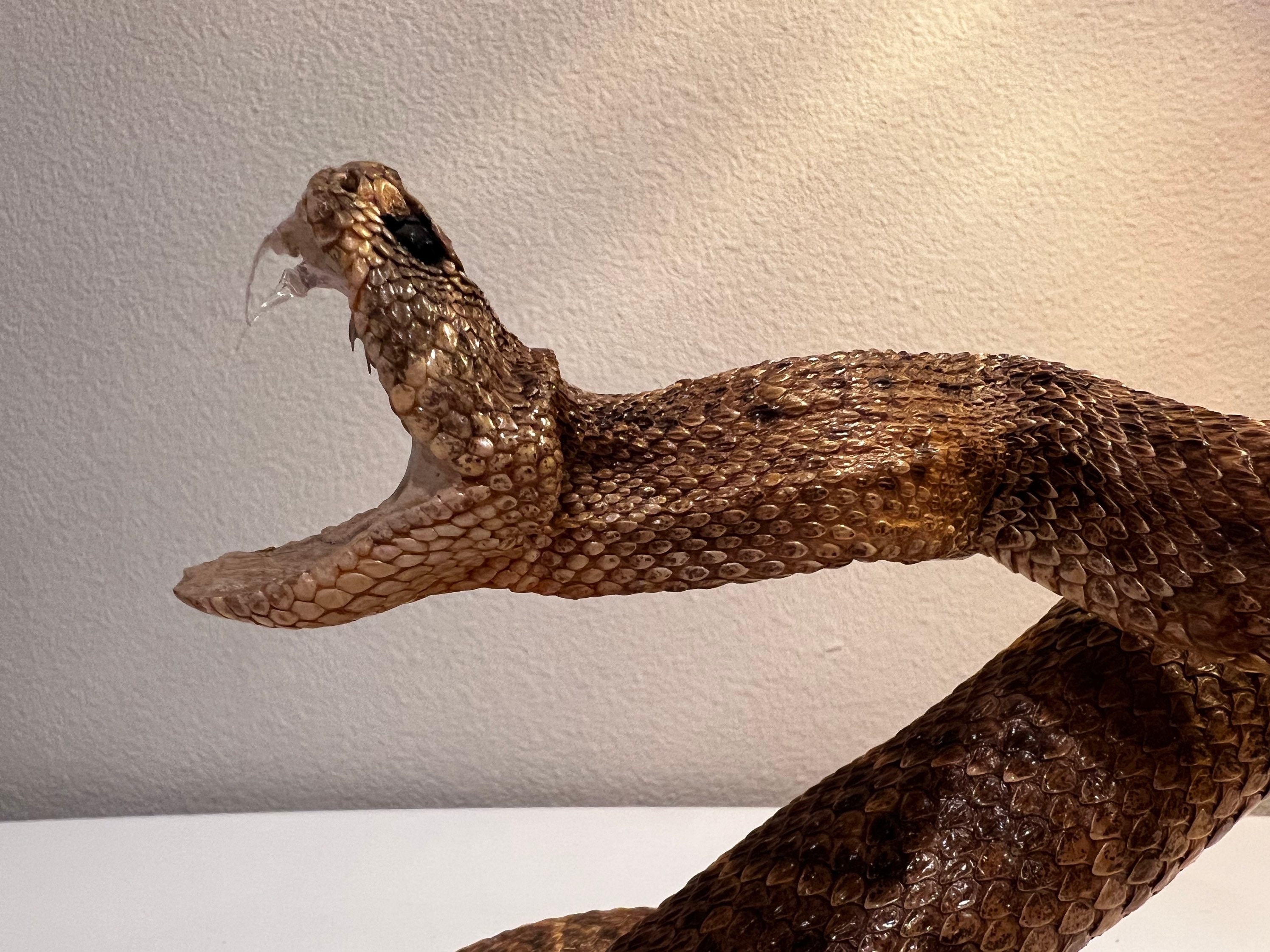 Rattle Snake Taxidermy Mount Beautiful - Etsy