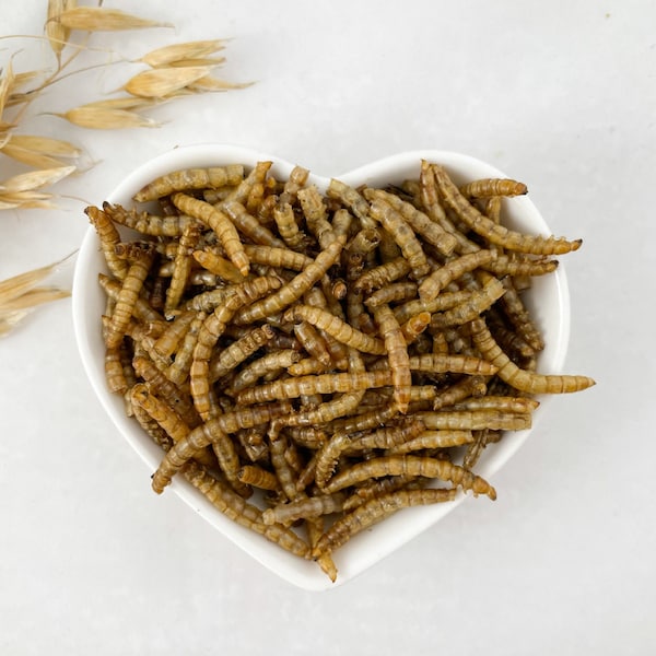 Dried Meal Worms 100g Non-GMO | Suitable for All Hamster Breeds, Birds, Amphibians, Reptiles, Fish, Chickens and more