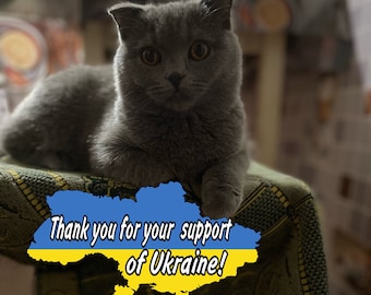 Ukrainian postcard. Digital file Download. Ukraine Cat. Mediafile print. Ukraine flag. Banner Ukraine. Ukrainian store. Pray for Ukraine