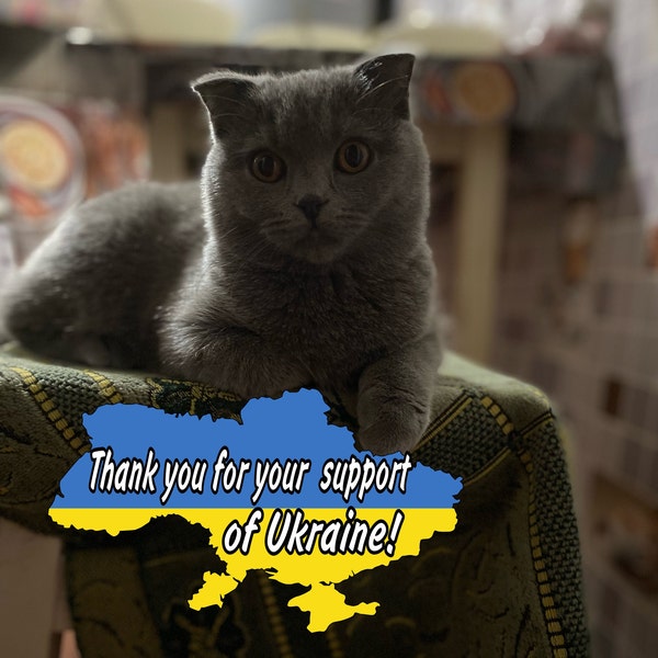 Ukrainian postcard. Digital file Download. Ukraine Cat. Mediafile print. Ukraine flag. Banner Ukraine. Ukrainian store. Pray for Ukraine