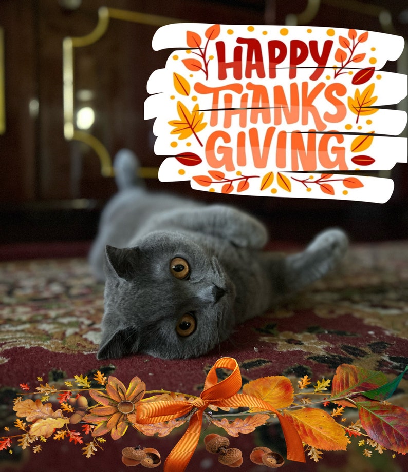 Happy Thanksgiving Day Digital Postcard Olivka Cat Pet Meadiafile File Download image 1