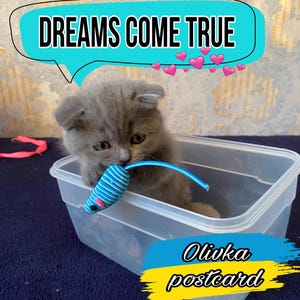 1 - Olivka Postcard - Pobierz plik cyfrowy - Uroczy kotek