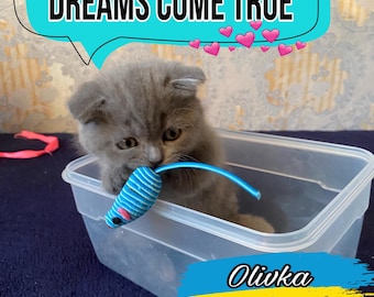 1 - Olivka Postkarte - Digitaler Datei-Download - Süße Haustierkatze