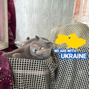 Peut inclure: Un chat gris aux yeux orange est allong&eacute; sur une couverture &agrave; carreaux. Le chat regarde la cam&eacute;ra. L'arri&egrave;re-plan est un mur blanc avec un contour jaune de l'Ukraine et le texte "We are with Ukraine".