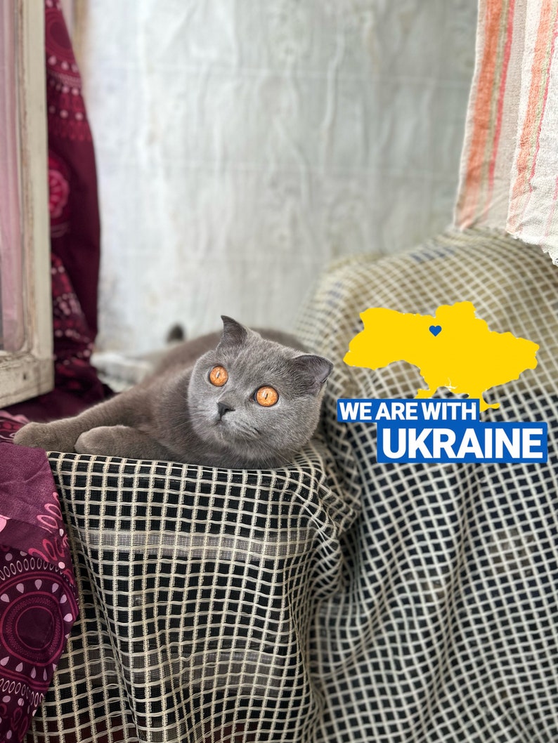 Peut inclure: Un chat gris aux yeux orange est allong&eacute; sur une couverture &agrave; carreaux. Le chat regarde la cam&eacute;ra. L'arri&egrave;re-plan est un mur blanc avec un contour jaune de l'Ukraine et le texte "We are with Ukraine".