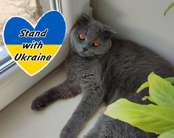 Ukrainian pet - Digital File Download - Ukraine seller - Stand With Ukraine - Ukrainian Postcard
