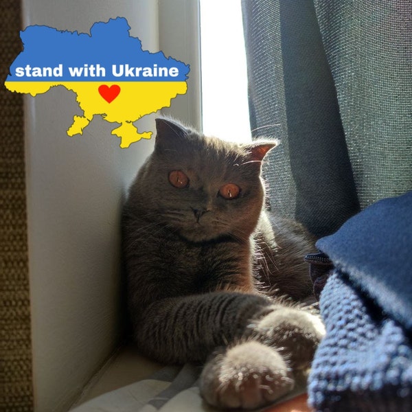 Mediafile Cat - Ukrainian Postcard - Slava Ukraine - Seller Etsy UA - Digital File Download - Support Ukrainian Family - #StandWithUkraine
