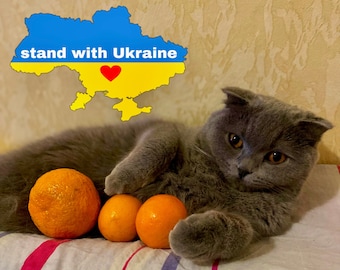 May include: A grey Scottish Fold cat rests on a striped blanket, accompanied by three oranges. Above, a graphic of the Ukrainian flag displays the words "stand with Ukraine" and a red heart.