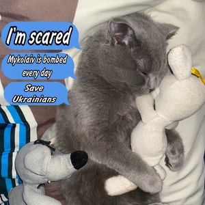 Gatto ucraino - Cartolina ucraina - Venditore Ucraina - Stand With Ukraine - Digital File Download