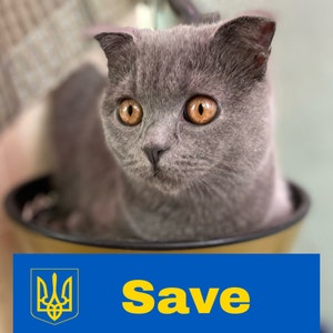 Ucraina gatto Olivka, cartolina ucraina, Ucraina animali, Ucraina negozi, File digitale dall'Ucraina, Salva Ucraina, gattino Ucraina