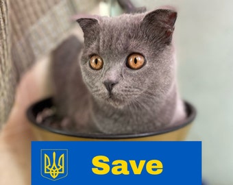 May include: A grey Scottish Fold kitten with amber eyes sits in a bowl. The image includes a blue and yellow graphic with the word "Save". The cat's fur is a soft grey colour, and its ears are folded over.