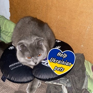 Download immediato del file multimediale. Aiuta gli animali domestici ucraini. Sostieni la famiglia ucraina. Stare con l’Ucraina. Cartolina del gatto ucraino