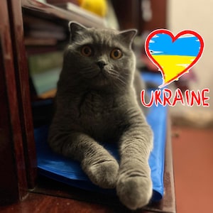 Ukraine-Postkarte, ukrainische Katze Olivka, Ukraine-Shop, Sieg der Ukraine, patriotische Katze, digitale Datei Ukraine