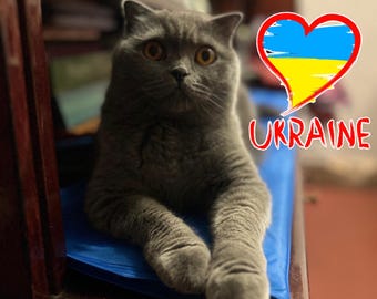 Ukraine-Postkarte, Ukrainische Katze Olivka, Ukraine-Shop, Sieg der Ukraine, Patriotische Katze, Digitale Datei Ukraine