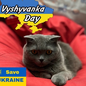 Wyschwanka-Tag. Ukrainische Katze. Feiertagshaustier. Ukrainische Postkarte. Digitale Datei herunterladen.