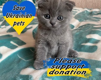 Support Ukraine. Digital file download. Stand With Ukraine