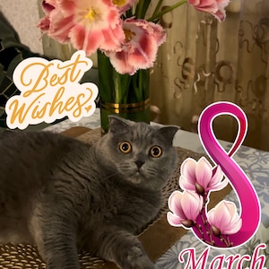 Feliz Dia da Mulher! Internacional Oito de Março! Animal de estimação verde-oliva! Baixar arquivo digital! Cartão postal ucraniano