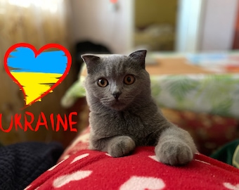 Gatto ucraino Olivka, bandiera ucraina, download digitale dell'Ucraina, solidarietà con l'Ucraina, cartolina ucraina, ama l'Ucraina, prega per l'Ucraina