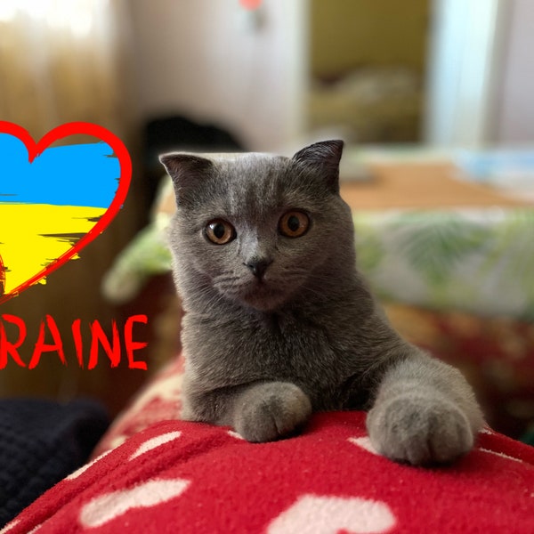 Ukrainian cat Olivka, save Ukraine, Ukraine Digital Download, Solidarity with Ukraine, Ukrainian postcard, Love Ukraine, Pray for Ukraine