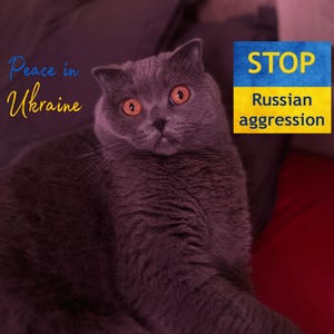 Stań z Ukrainą - Zatrzymaj wojnę w UA - Pobierz plik cyfrowy - Patriotyczny kot - Pocztówka ukraińska - Wspieraj ukraińską rodzinę