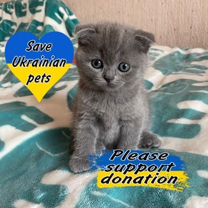 May include: A gray Scottish Fold kitten sits on a blue and white blanket. The kitten has large, blue eyes and a sweet expression. The image includes the text "Save Ukrainian pets" and "Please support donation".
