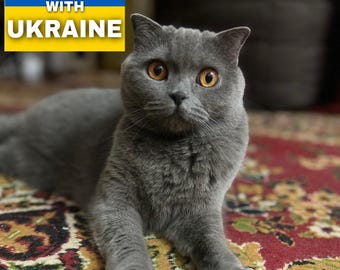 Soutien aux familles ukrainiennes - Téléchargement de fichier numérique - StandWithUkraine - Carte postale ukrainienne - Chat Olivka - Paix en Ukraine