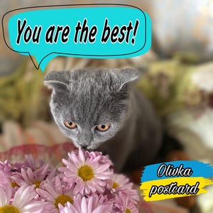 3 - Cartolina Olivka - Download file digitale - Simpatico gatto domestico