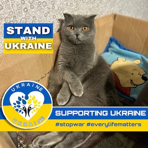 United For Ukraine - StandWithUkraine - Download file digitale - Gatto Olivka - Cartolina ucraina