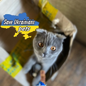 Download di file digitali. Cartolina ucraina. Sostieni l'Ucraina. Salva Cat Pet. Scarica istantaneamente Mediafile. Stare con l'Ucraina