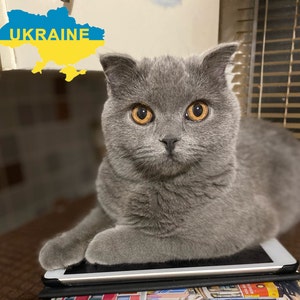 Gato ucraniano Olivka, animais da Ucrânia, arquivo digital da Ucrânia, cartão postal ucraniano, lojas da Ucrânia, salve os animais da Ucrânia, ore pela Ucrânia